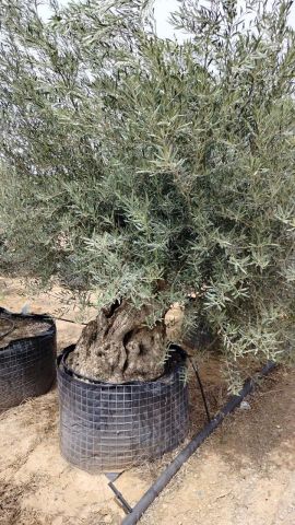 OLEA EUROPAEA BONSAI CPTM 120/140 HT200/250