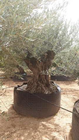 OLEA EUROPAEA BONSAI CPTM 120/140 HT200/250