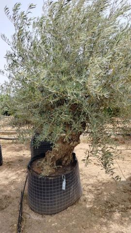 OLEA EUROPAEA BONSAI CPTM 120/140 HT200/250