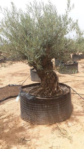 OLEA EUROPAEA BONSAI CPTM 120/140 HT200/250