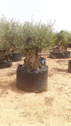 OLEA EUROPAEA BONSAI CPTM 120/140 HT200/250