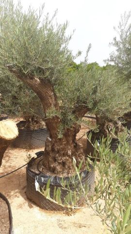 OLEA EUROPAEA BONSAI CPTM 120/140 HT200/250