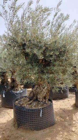 OLEA EUROPAEA BONSAI CPTM 120/140 HT200/250