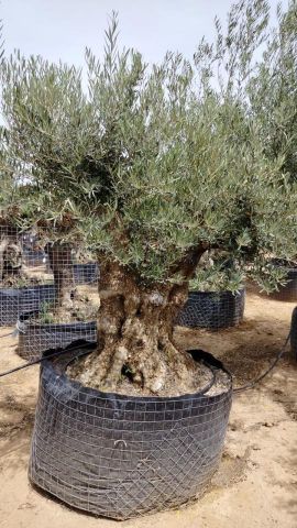 OLEA EUROPAEA BONSAI CPTM 120/140 HT200/250