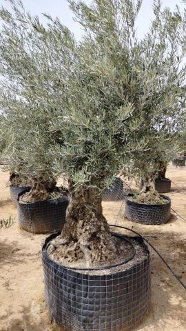 OLEA EUROPAEA BONSAI CPTM 120/140 HT200/250