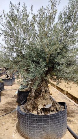 OLEA EUROPAEA BONSAI CPTM 120/140 HT200/250