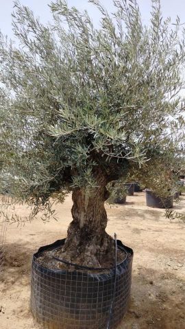 OLEA EUROPAEA BONSAI CPTM 120/140 HT200/250