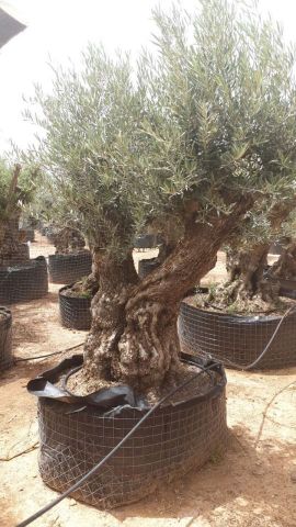 OLEA EUROPAEA BONSAI CPTM 120/140 HT200/250
