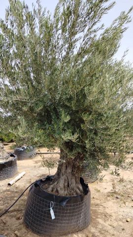 OLEA EUROPAEA BONSAI CPTM 120/140 HT200/250