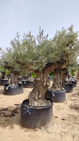 OLEA EUROPAEA BONSAI CPTM 120/140 HT200/250