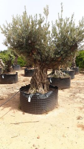 OLEA EUROPAEA BONSAI CPTM 120/140 HT200/250