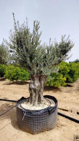 OLEA EUROPAEA BONSAI CPTM 120/140 HT200/250