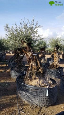 OLEA EUROPAEA BONSAI CPTM 120/140 HT200/250