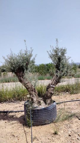 OLEA EUROPAEA BONSAI CPTM 120/140 HT200/250