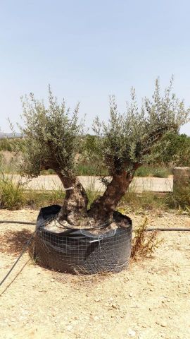 OLEA EUROPAEA BONSAI CPTM 120/140 HT200/250