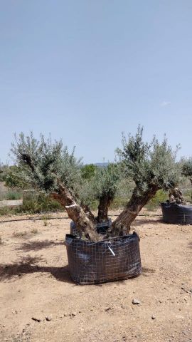 OLEA EUROPAEA BONSAI CPTM 120/140 HT200/250
