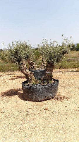 OLEA EUROPAEA BONSAI CPTM 120/140 HT200/250