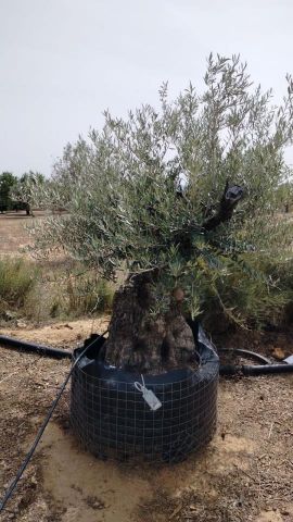 OLEA EUROPAEA BONSAI CPTM 140/160 HT200/250