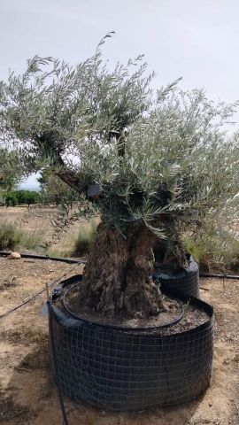 OLEA EUROPAEA BONSAI CPTM 140/160 HT200/250
