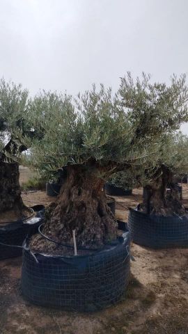 OLEA EUROPAEA BONSAI CPTM 140/160 HT200/250