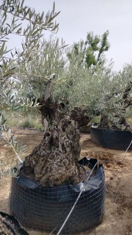 OLEA EUROPAEA BONSAI CPTM 140/160 HT200/250