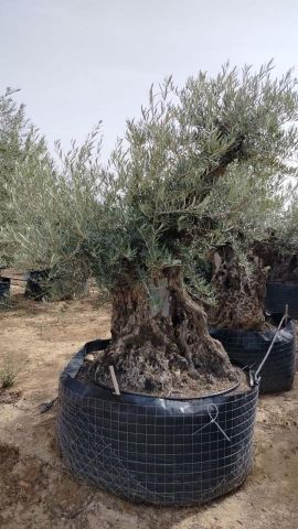 OLEA EUROPAEA BONSAI CPTM 140/160 HT200/250