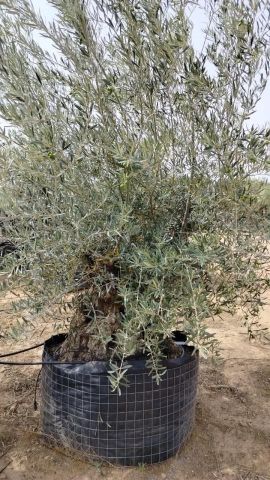 OLEA EUROPAEA BONSAI CPTM 140/160 HT200/250