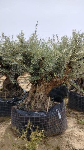 OLEA EUROPAEA BONSAI CPTM 140/160 HT200/250