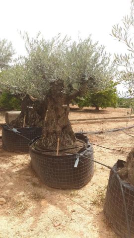 OLEA EUROPAEA BONSAI CPTM 140/160 HT200/250