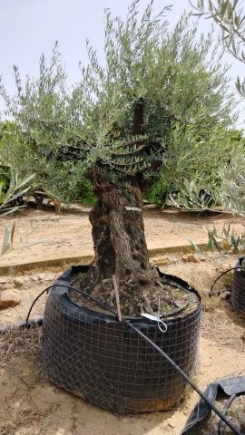 OLEA EUROPAEA BONSAI CPTM 140/160 HT200/250