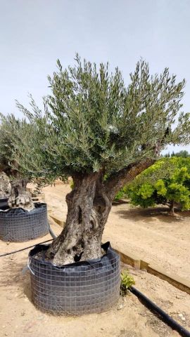 OLEA EUROPAEA BONSAI CPTM 140/160 HT200/250