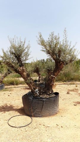 OLEA EUROPAEA BONSAI CPTM 140/160 HT200/250