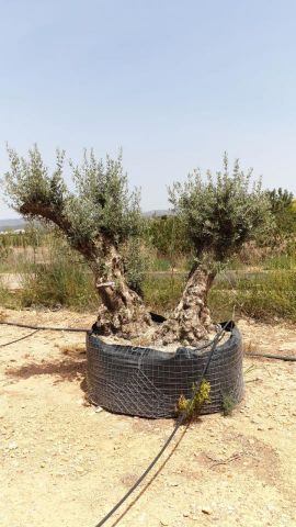 OLEA EUROPAEA BONSAI CPTM 140/160 HT200/250