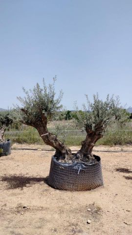 OLEA EUROPAEA BONSAI CPTM 140/160 HT200/250