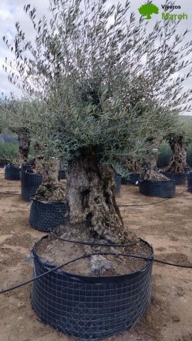 OLEA EUROPAEA BONSAI CPTM 140/160 HT200/250