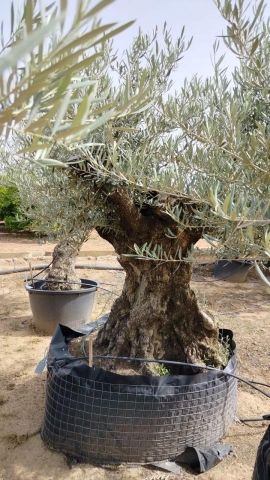 OLEA EUROPAEA BONSAI CPTM 160/+ HT200/250
