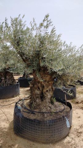 OLEA EUROPAEA BONSAI CPTM 160/+ HT200/250