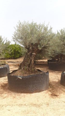 OLEA EUROPAEA BONSAI CPTM 160/+ HT200/250