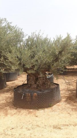OLEA EUROPAEA BONSAI CPTM 160/+ HT200/250