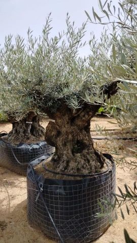 OLEA EUROPAEA BONSAI CPTM 160/+ HT200/250
