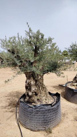 OLEA EUROPAEA-BONSAI CPTM 180+ HT200/250