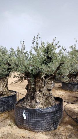 OLEA EUROPAEA-BONSAI CPTM 180+ HT200/250