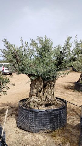 OLEA EUROPAEA-BONSAI CPTM 180+ HT200/250