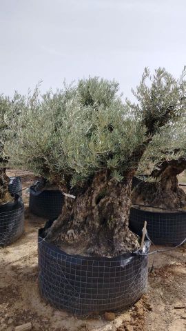 OLEA EUROPAEA-BONSAI CPTM 180+ HT200/250