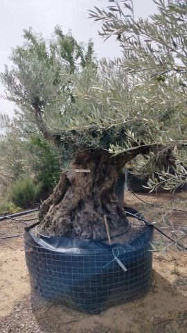 OLEA EUROPAEA-BONSAI CPTM 180+ HT200/250