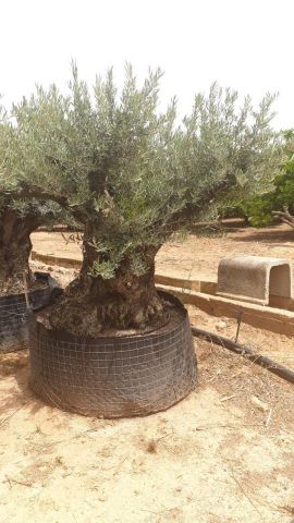 OLEA EUROPAEA-BONSAI CPTM 180+ HT200/250