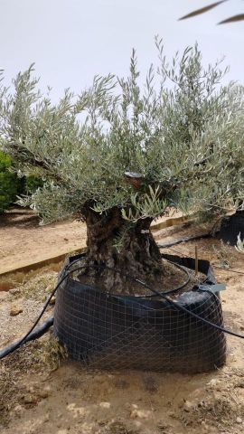 OLEA EUROPAEA-BONSAI CPTM 180+ HT200/250