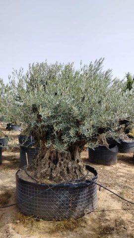 OLEA EUROPAEA-BONSAI CPTM 200/+ HT 200/250