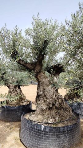 OLEA EUROPAEA-BONSAI CPTM 200/+ HT 200/250
