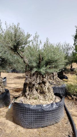 OLEA EUROPAEA-BONSAI CPTM 200/+ HT 200/250